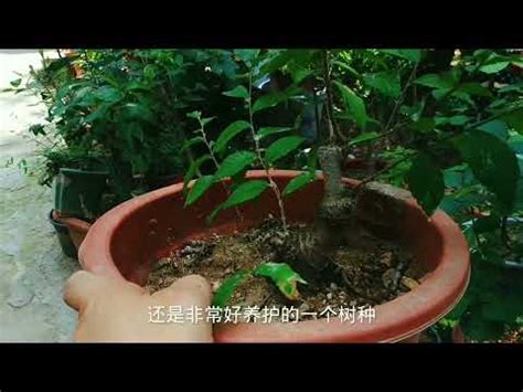 榆樹澆水|你應該多久給你的榆樹澆水一次？